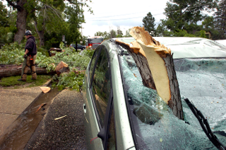 Illustration for article titled If A Tree Falls On Two Prii, Does Anyone Recognize The Irony?